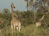 Africa 033 : Africa, Animal, Botswana, Chitabe, Giraffe, Mammal, Okavango